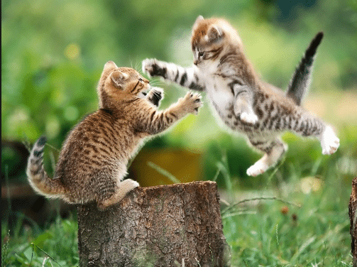 Kittens picture