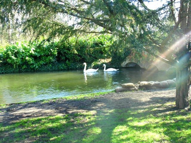 Swans
