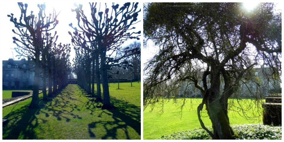 Tree images