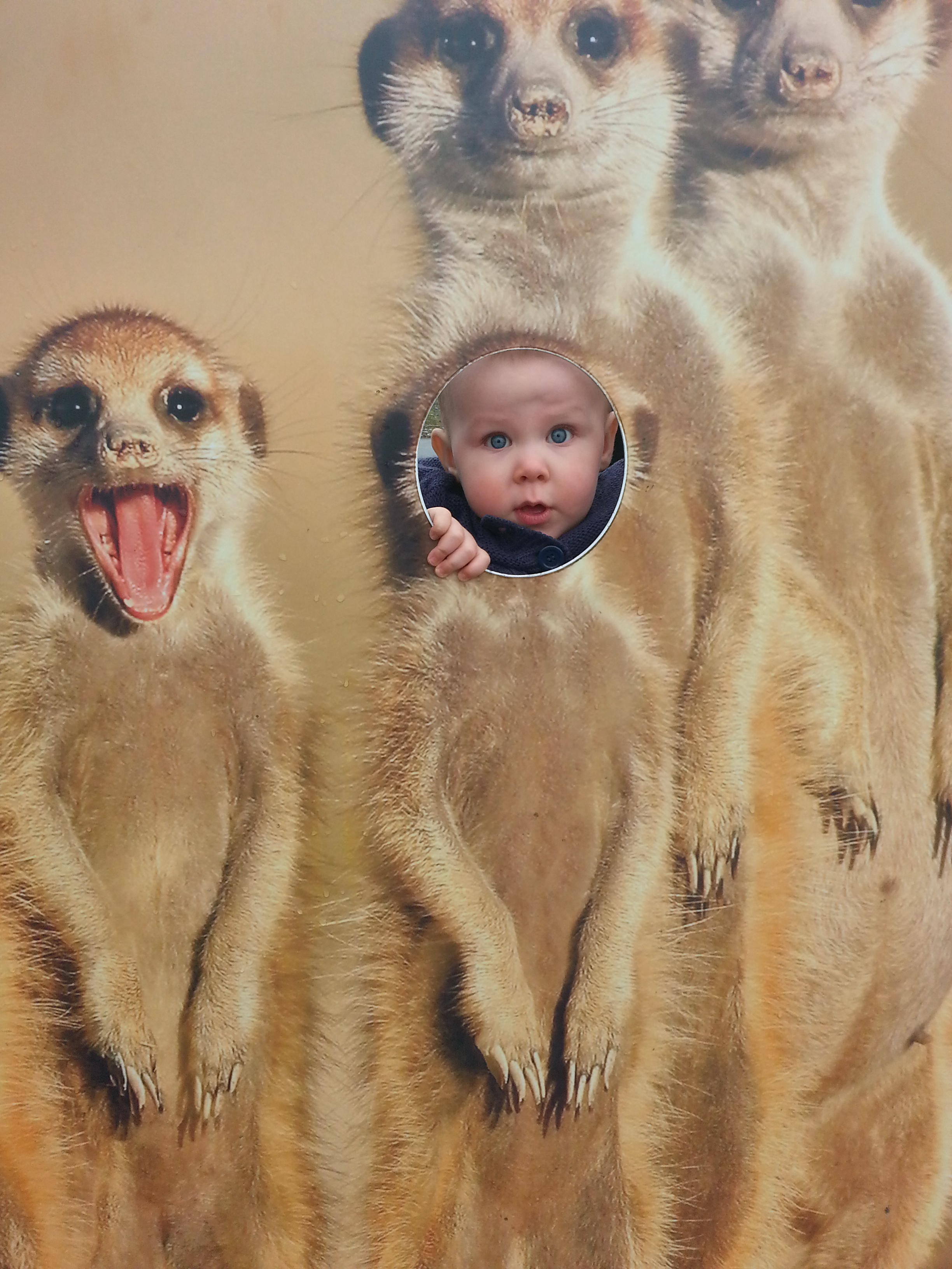 Meerkat