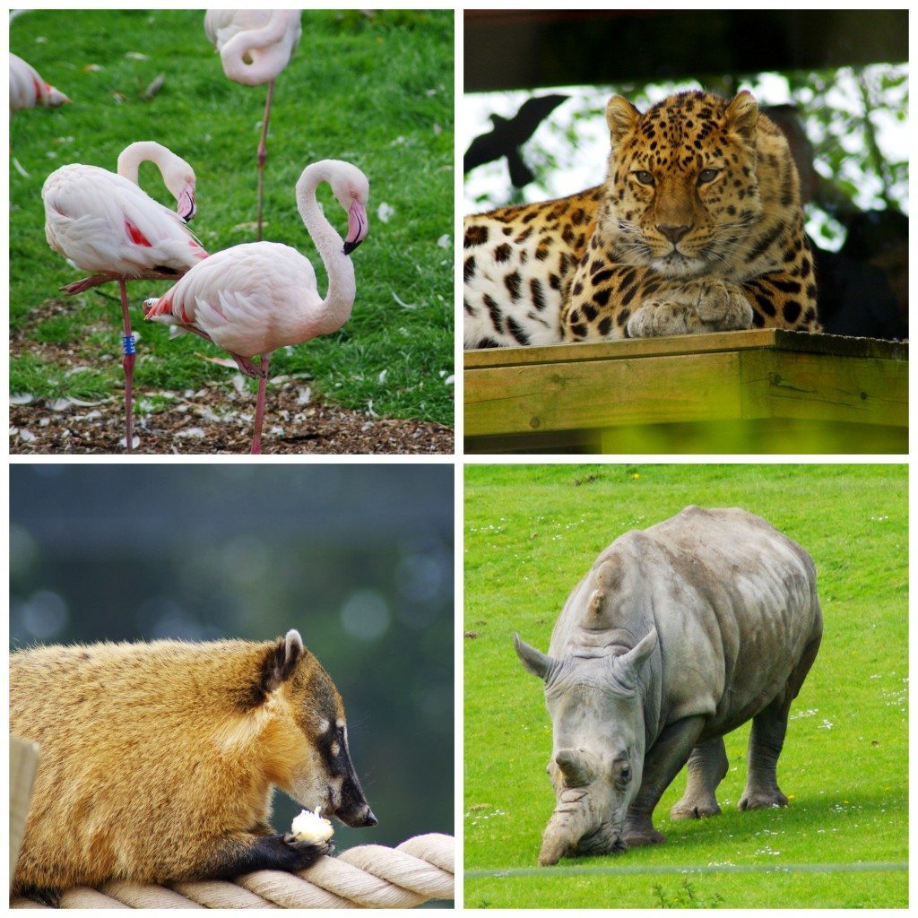 Animal 2