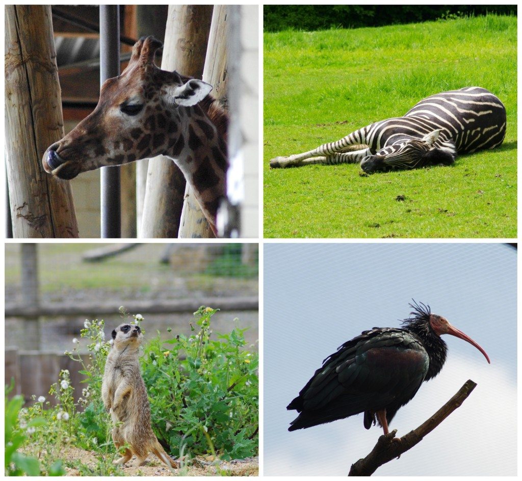 Animals
