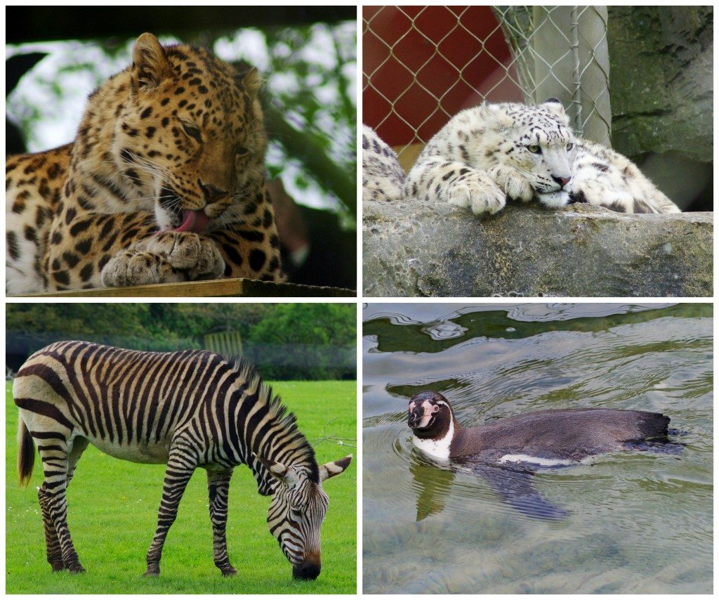 Animals 3