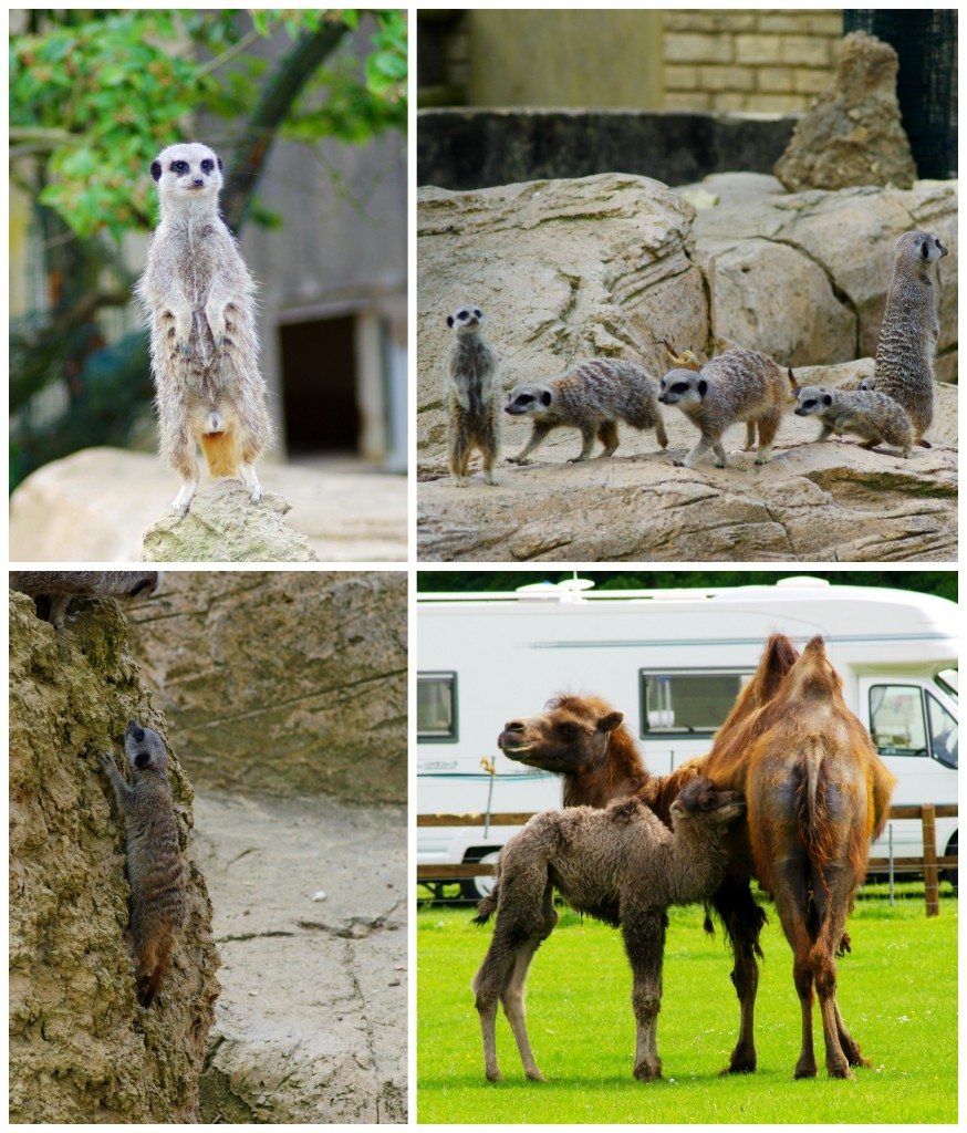 Cotswold Wildlife Park