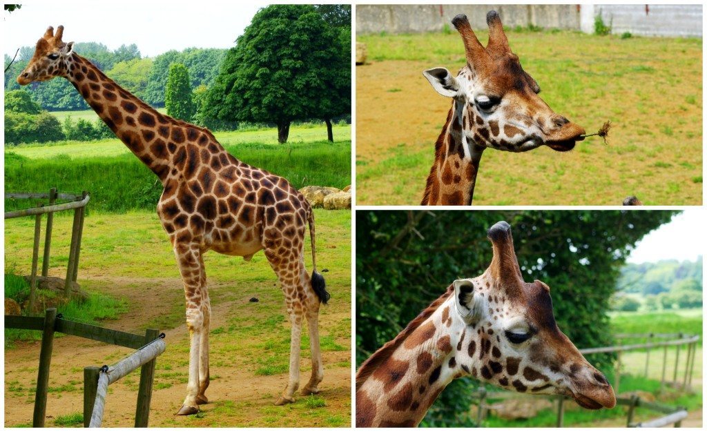 Cotswold Wildlife Park