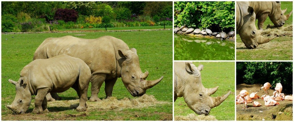 Cotswold Wildlife Park