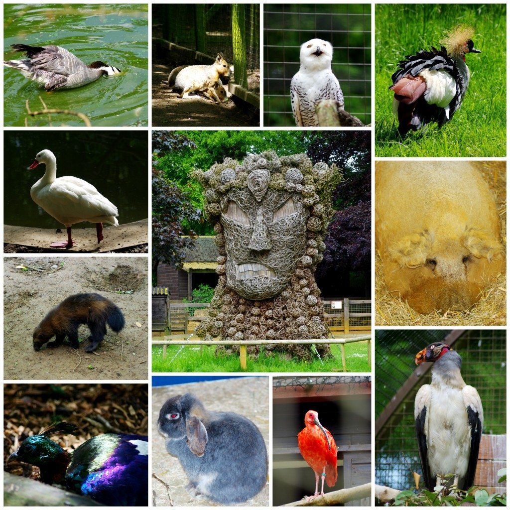 Cotswold wildlife Park