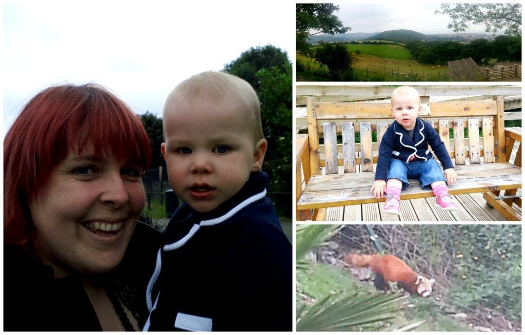Welsh Mountain Zoo