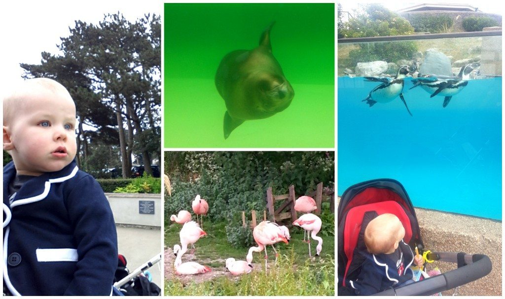 Welsh Mountain Zoo