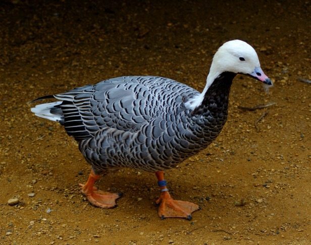 Duck