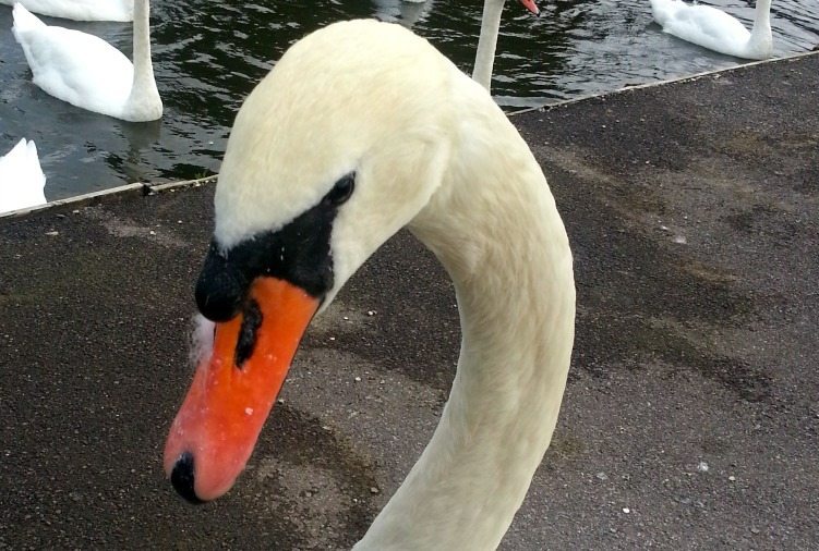 Swan 8