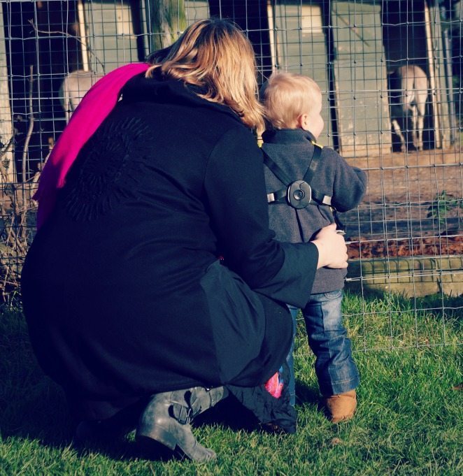 Marwell 13