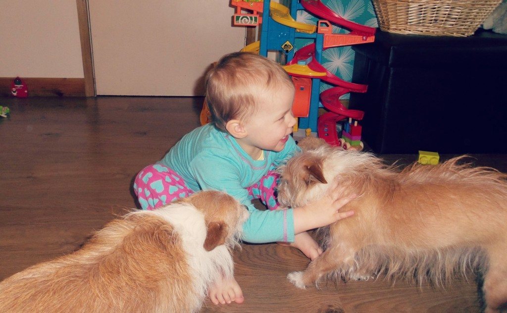 Dogs