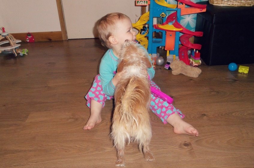 Dogs