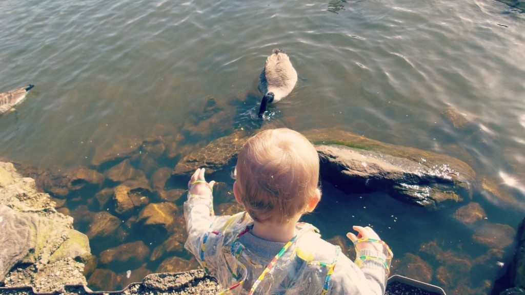Duck 2