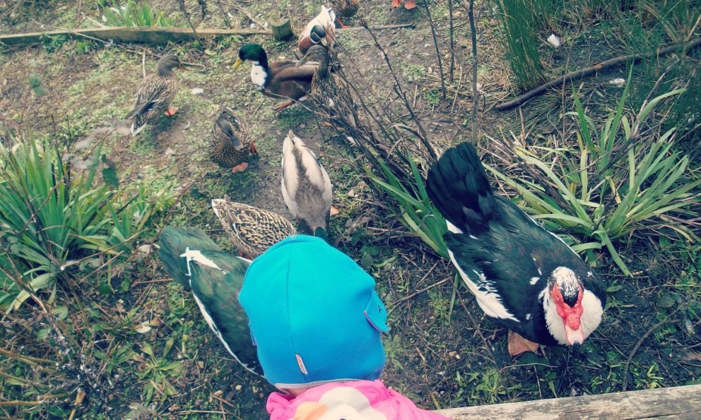 Duck 5