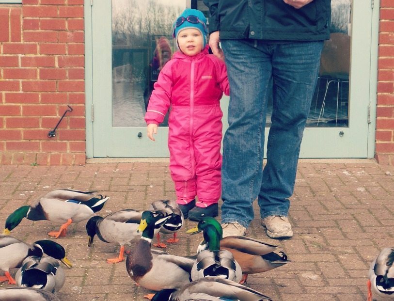 Duck 7