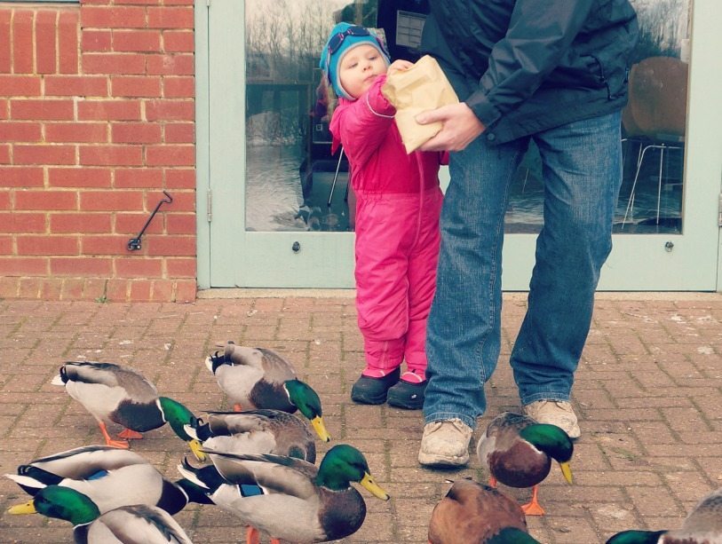 Ducks 6