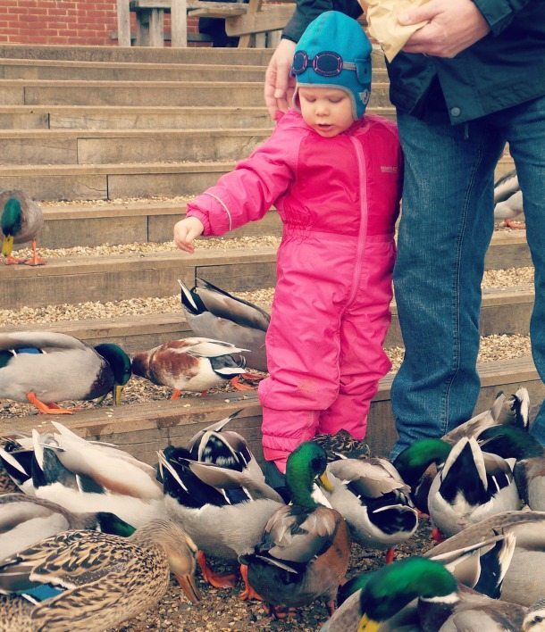 Ducks 8