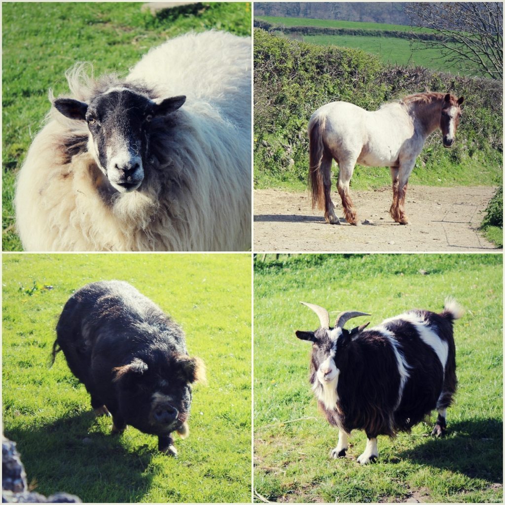 Cornish Adventure