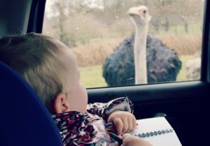 Ostriches