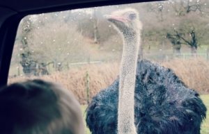 Longleat