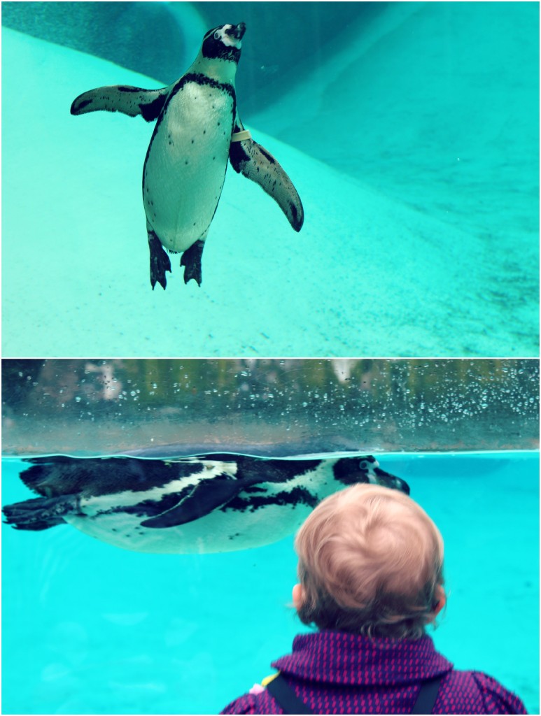 Penguins