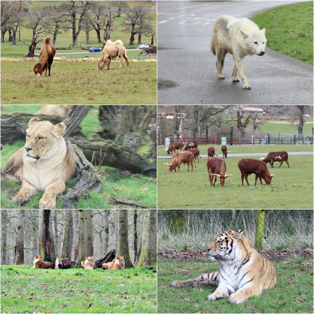 Safari