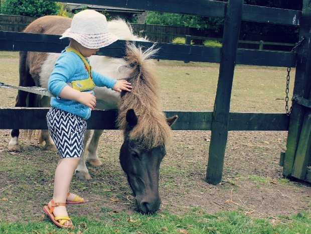 Pony