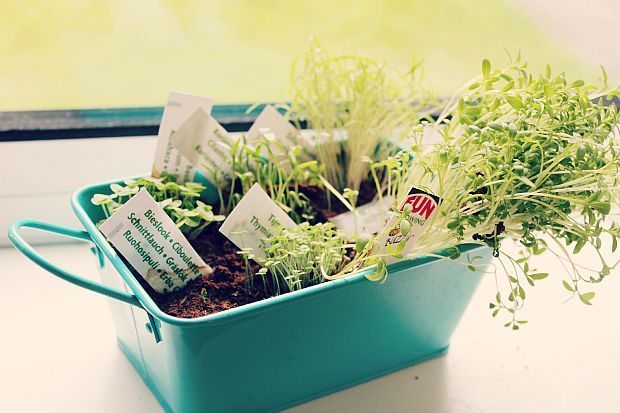 Grow your own with kids