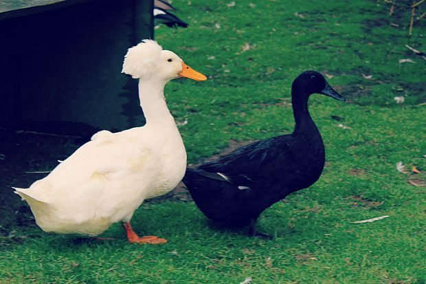 Ducks