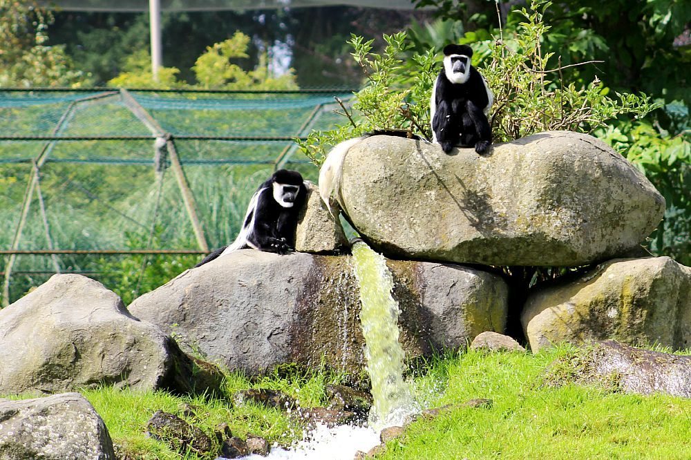 Monkey's on rocks