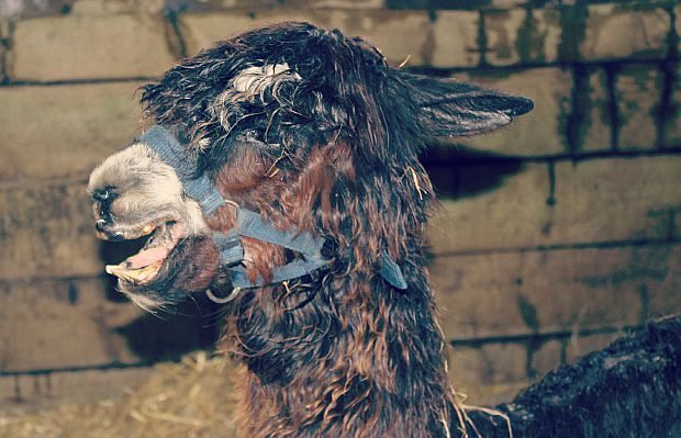 al paca
