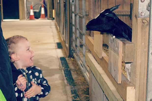 baby and goat