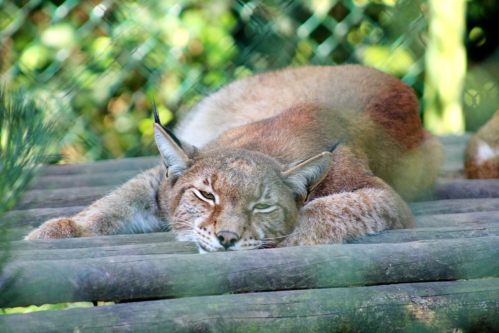 big cat