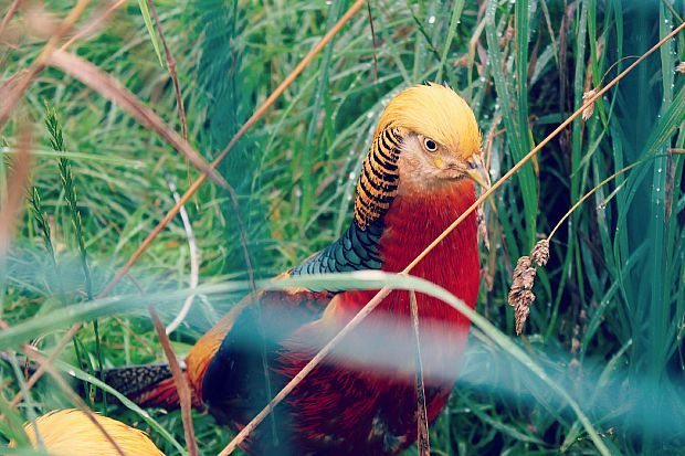 bird 1