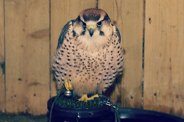 bird