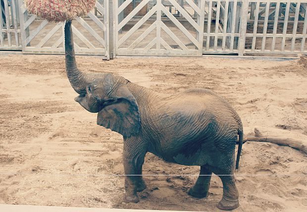 elephant
