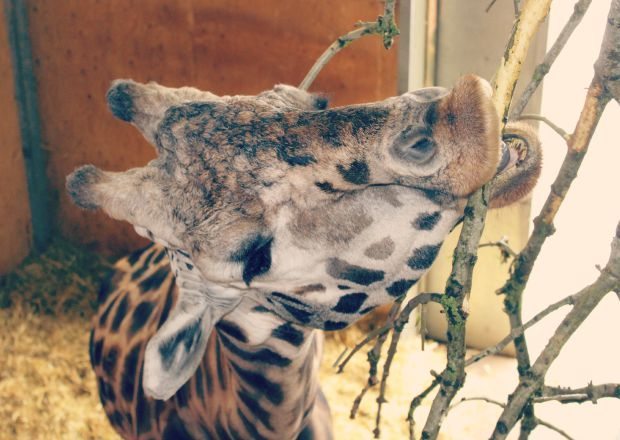 giraffe