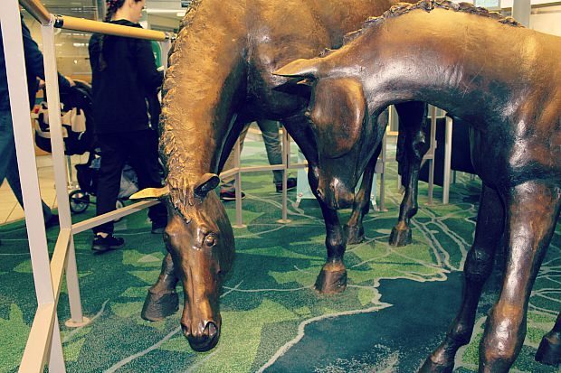 horses