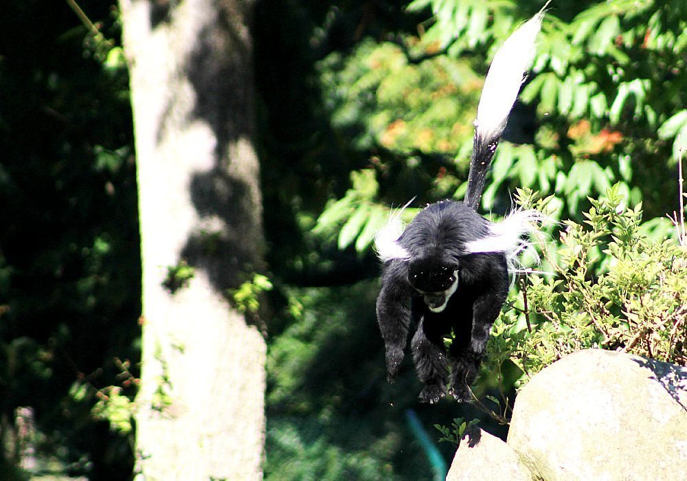 jumping monkey