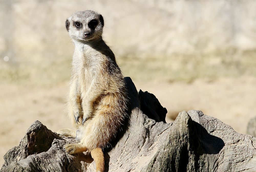 meerkat