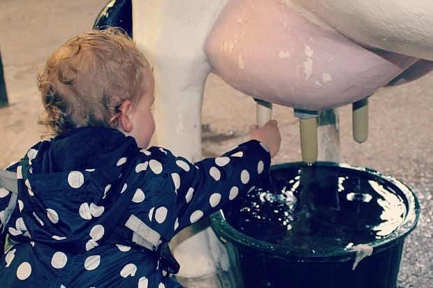 milking