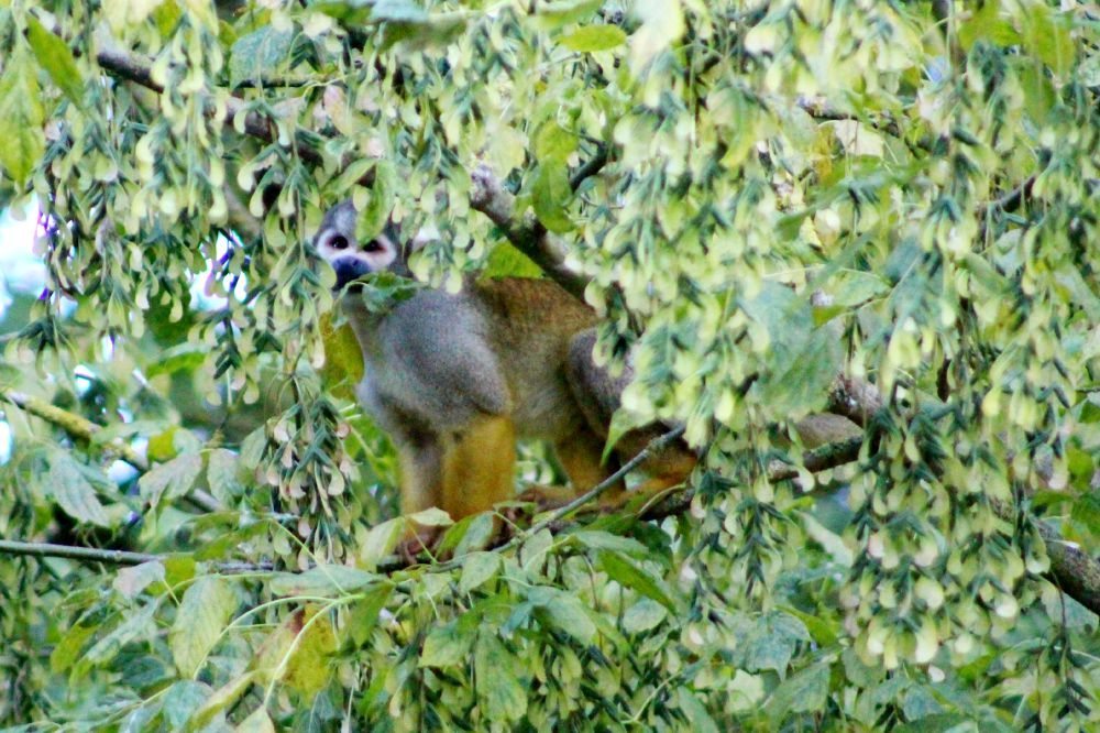 monkey