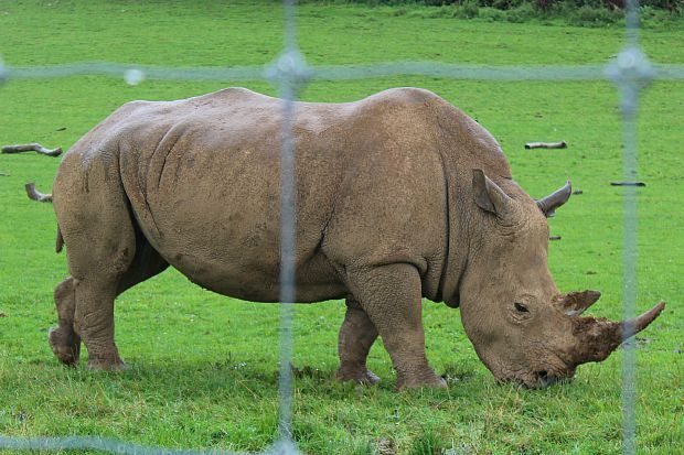 rhino