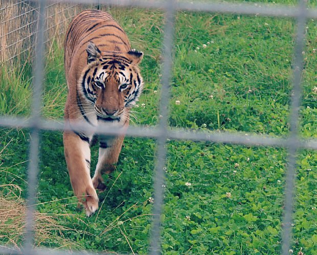 tiger