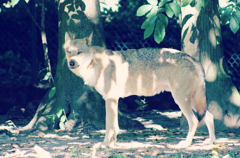 wolf