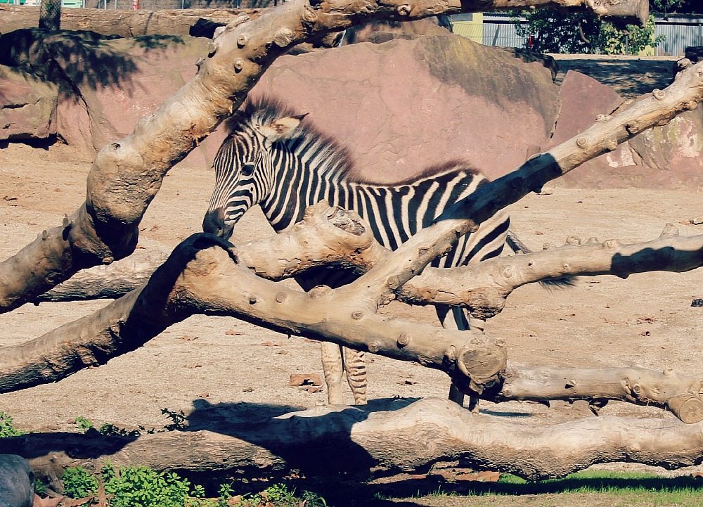 Baby Zebra