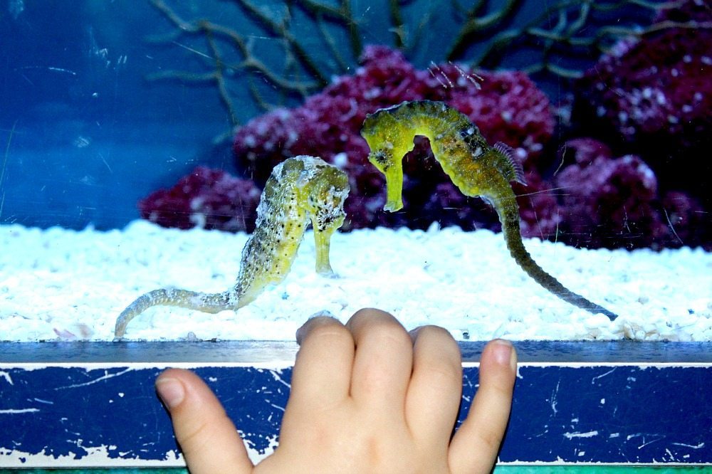 Seahorses