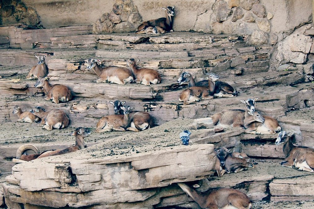 Wall of goats